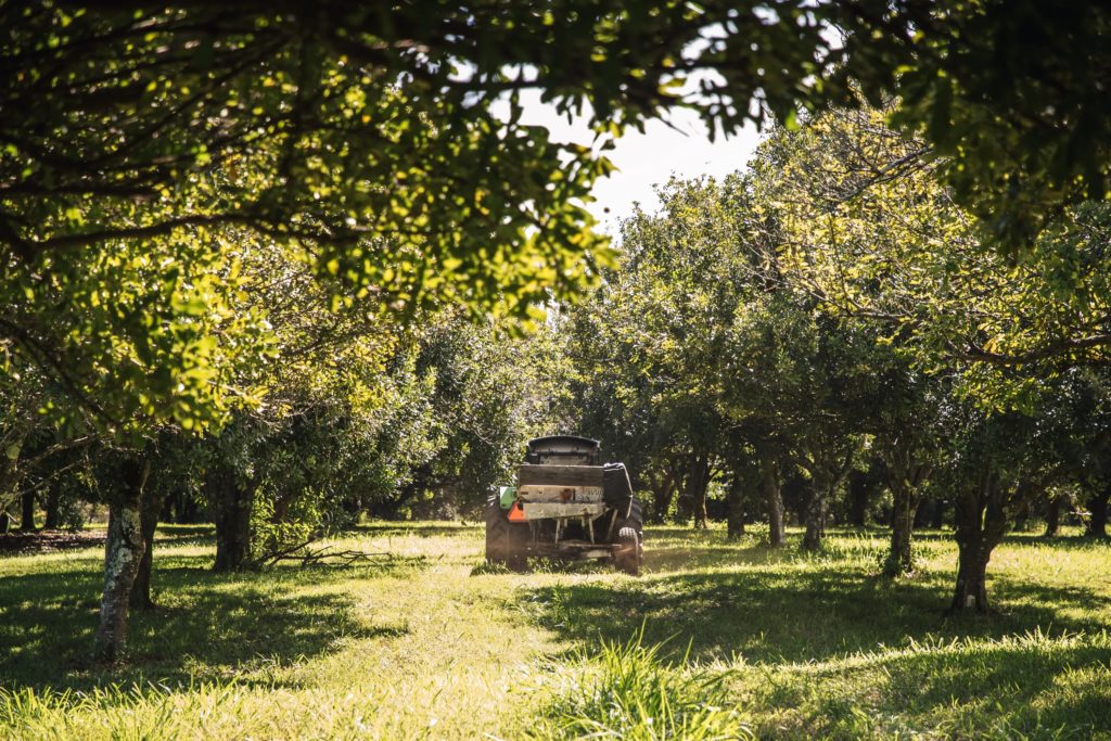 Learning From Our Hawai‘iBased Macadamia Farmers